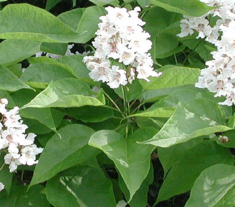 Catalpa speciosa , 1-2 year old ,Northern catalpa, Cigar tree, Indian bean, sent with roots wrapped, no leaves. image 1