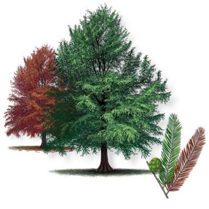 TWO Bald Cypress (Taxodium distichum) 1-2 year old, well rooted
