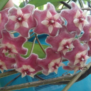 May include: A cluster of pink and white star-shaped flowers with a fuzzy texture. The flowers are arranged in a circular pattern and are growing on a vine.