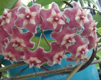 Hoya pubicalyx Plante de 1 an bien enracinée, envoyée avec le pot et la terre