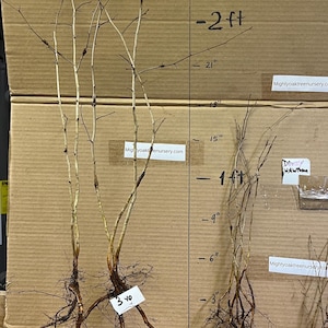 18-24 ”großer Downy Weißdorn 2-3 Jahre alte (Crataegus mollis) ruhende Wurzelpflanze