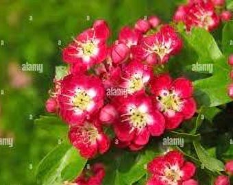 Espino carmesí de 16 a 24 pulgadas de alto, planta injertada de 1 año, bien enraizada,