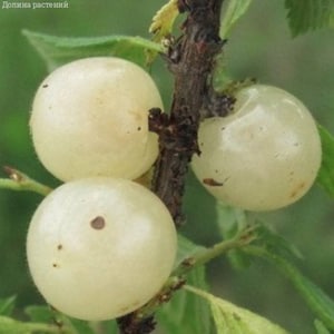 Ian - Nanking White Cherry  1-2 year old plant 12-18” tall