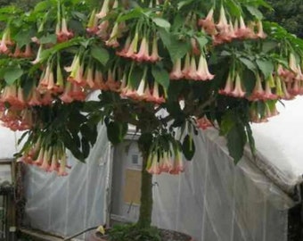 Roze Brugmansia, Angel Trumpet, gewortelde levende plant van 15-10 centimeter lang