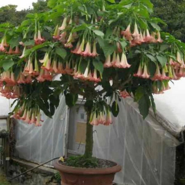 Pink Brugmansia, Angel Trumpet, Rooted Live plant 6-10 inches tall