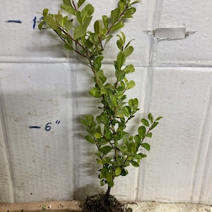 Ilex crenata 'Golden Gem' Dwarf Yellow Japanese Holly 2 year old plant bare root image 1