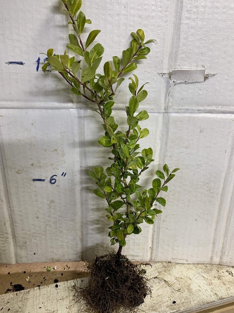 Ilex crenata 'Golden Gem' Dwarf Yellow Japanese Holly 2 year old plant bare root image 1