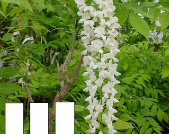 Wisteria floribunda Shiro Noda (Longissima Alba) 6-12 inches tall RARE ITEM