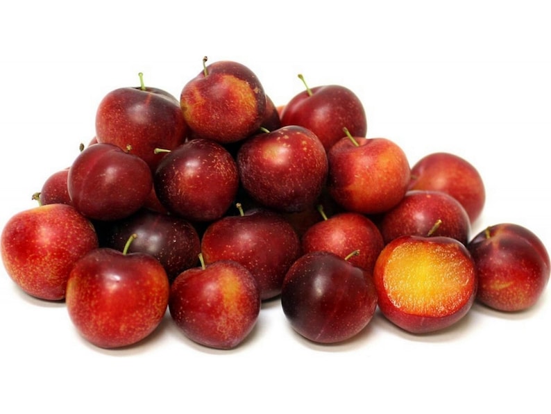 Prunus cerasifera Thundercloud Plum Myrobalan Cherry Plum Etsy