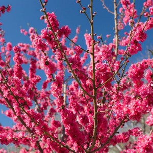 5 Scion cuttings of Red Baron Peach Tree for grafting, Fruit Tree- Flavorful, Juicy Freestone Peach dormant