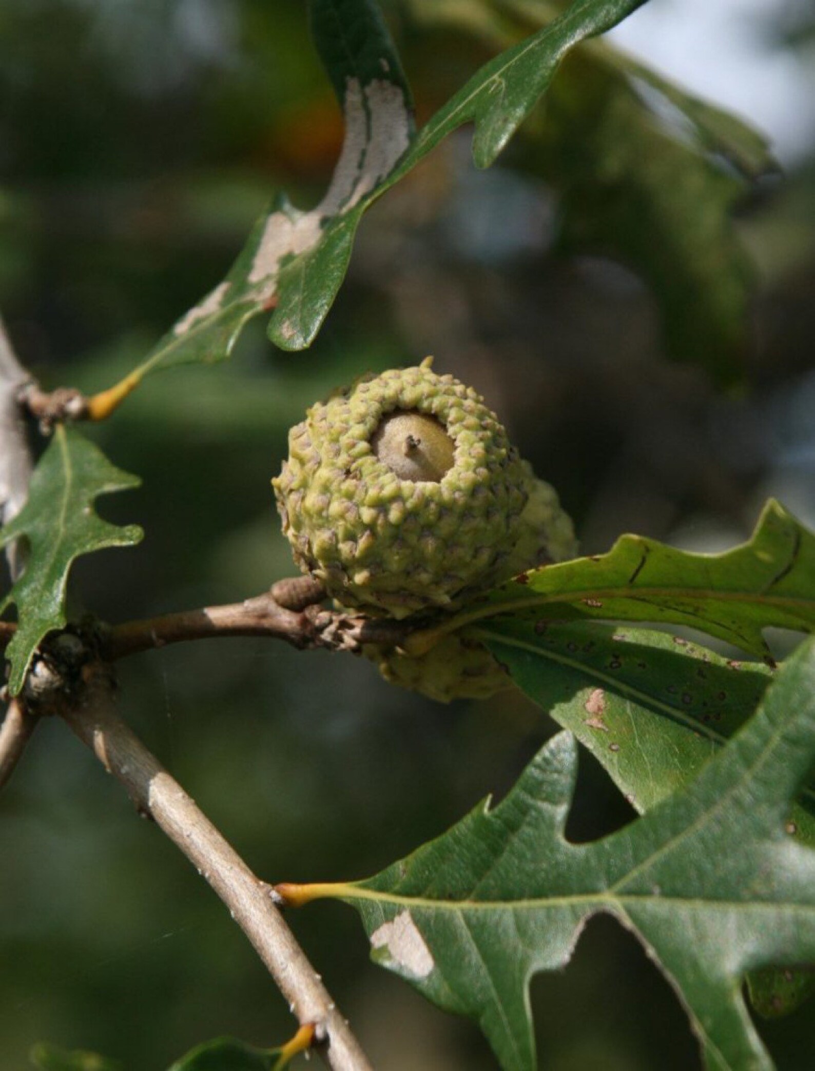 Overcup Oak Tree (quercus Lyrata), 1 Year Old 10-12" Tall - Etsy