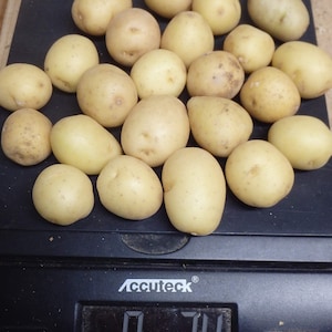 May include: A digital kitchen scale with a black base and a digital display showing 0.74 pounds. The scale is on a wooden surface and has a maximum weight capacity of 86 pounds. There are 20 small, pale yellow potatoes on the scale.