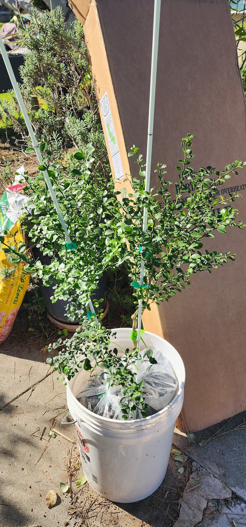 California Only Australian Finger Lime Tree 1836 Inches Etsy