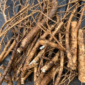 3 rötter av Aralia spinosa - DJÄVULENS PASSAGER Sällsynt Exotisk Härdig