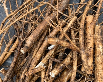 3 roots of Aralia spinosa  - DEVIL&#39;S WALKINGSTICK Rare Exotic Hardy