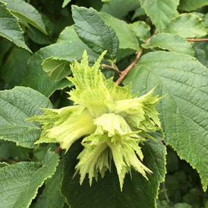 Könnte beinhalten: Nahaufnahme einer grünen Haselnuss mit einer stacheligen, hellgrünen Schale. Die Haselnuss ist von grünen Blättern umgeben.