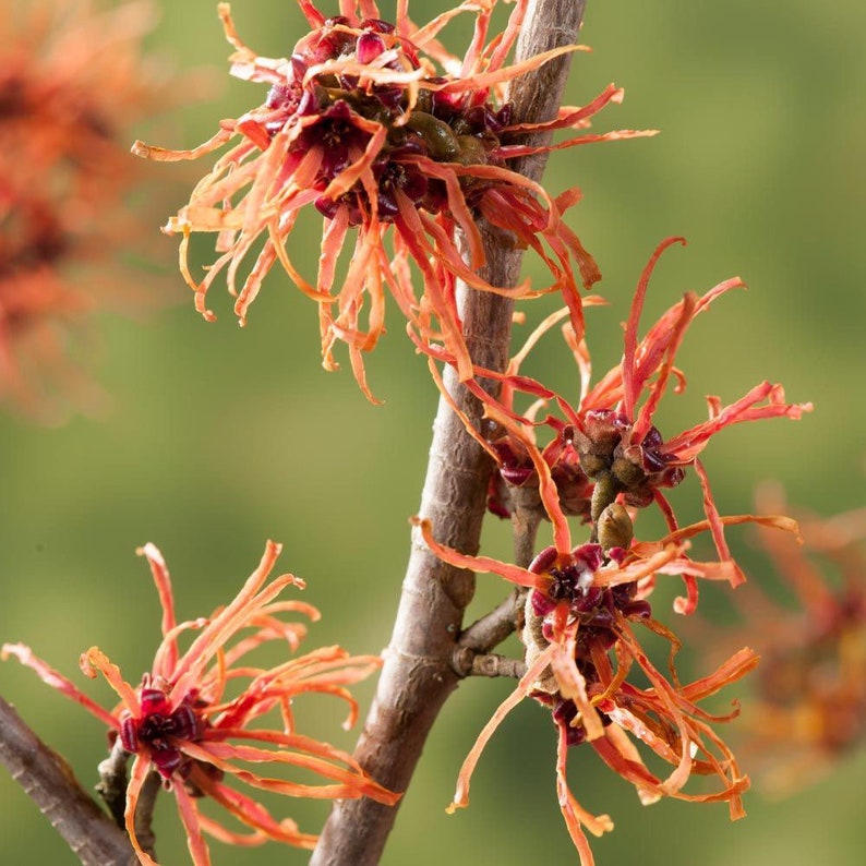 Hamamelis intermedia Jelena, 1 year old plant, grafted image 2