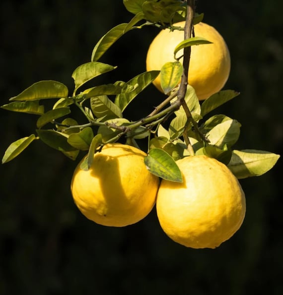 One Ponderosa Lemon Tree, 2-3 feet tall, grafted, No Ship Az, Fl