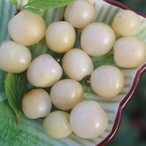 Gabe – Nanking White Cherry 1 year old plant rooted 12-18 inches tall