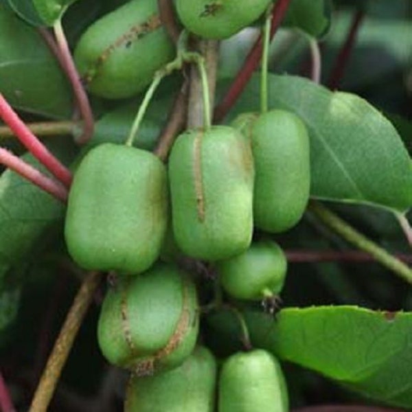 Eén plant van Ananasnaya (Anna) Vrouwelijke Winterharde Kiwi (biologisch)
