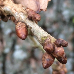 2 ans 3 plantes Quercus robur Fastigiata , Chêne anglais colonnaire, racine nue, dormant image 3