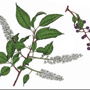 Könnte beinhalten: Botanische Illustration einer Pflanze mit grünen Blättern, weißen Blütenständen und einem Zweig mit lila Beeren. Die Zeichnung ist detailliert, mit sichtbaren Adern in den Blättern.