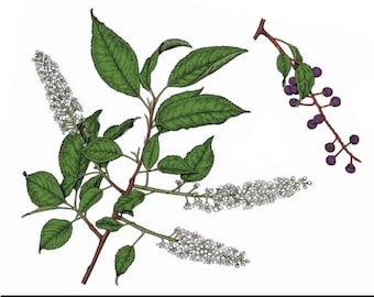 10-14” tall Black Cherry Tree Prunus serotina Bare-Root Live Plant