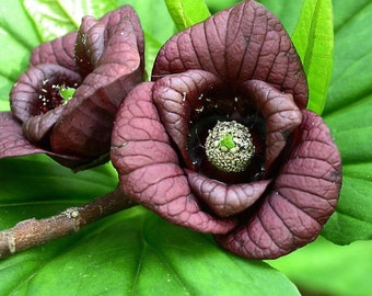 5 (FIVE) Pawpaw plants, Asimina triloba (poor man's banana), 6-12“ tall