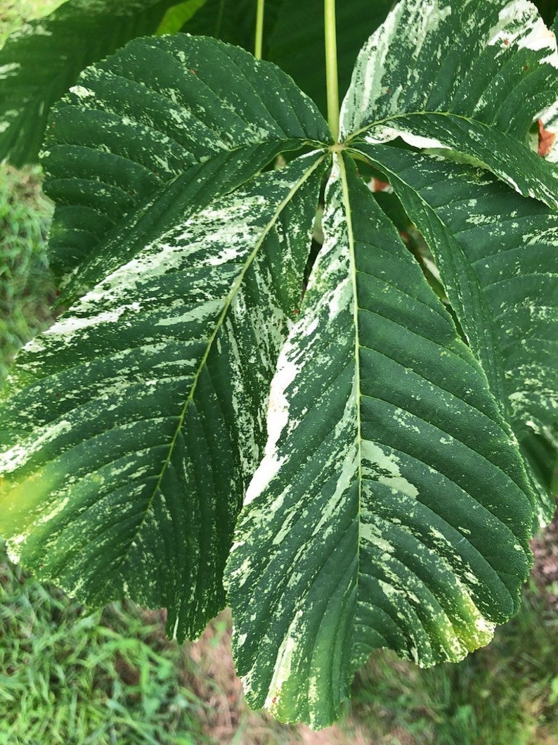 Aesculus Turbinata marble Chip Japanese Horsechestnut 1 Etsy