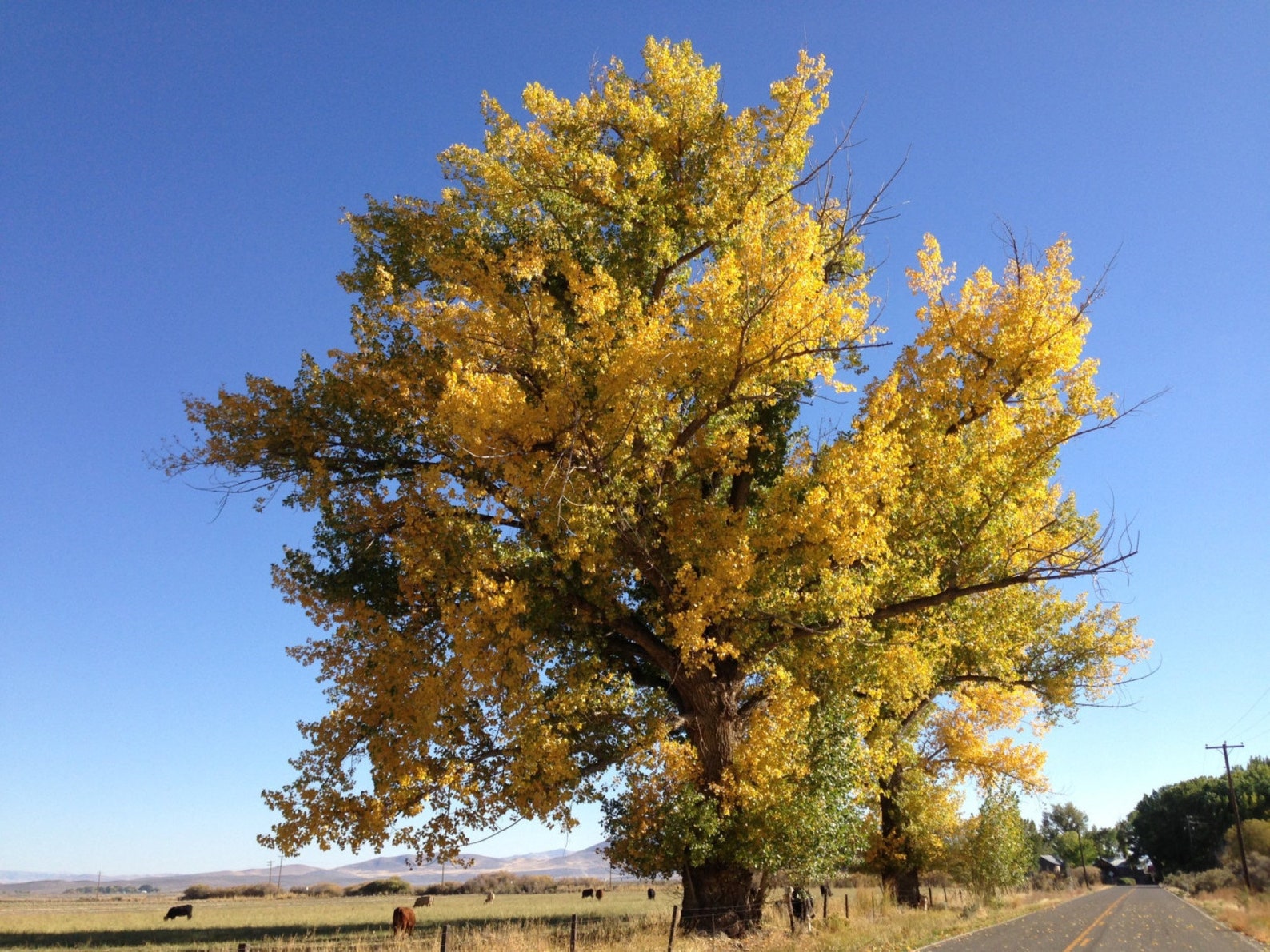 Cottonwood Tree 1 2 year old plant Populus Fremontii Etsy Cottonwood Tree 1 2 year old plant Populus Fremontii Etsy