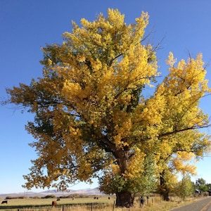 Könnte beinhalten: Ein großer Baum mit leuchtend gelben Blättern dominiert die Szene vor einem klaren blauen Himmel. Der Baumstamm ist dick und strukturiert, mit sich ausbreitenden Ästen. Im Hintergrund sind eine Wiese mit grasenden Kühen und eine Straße zu sehen.
