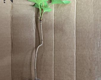 2年生のイチョウの苗1本。根を包んだ状態で発送します。高さ6～12