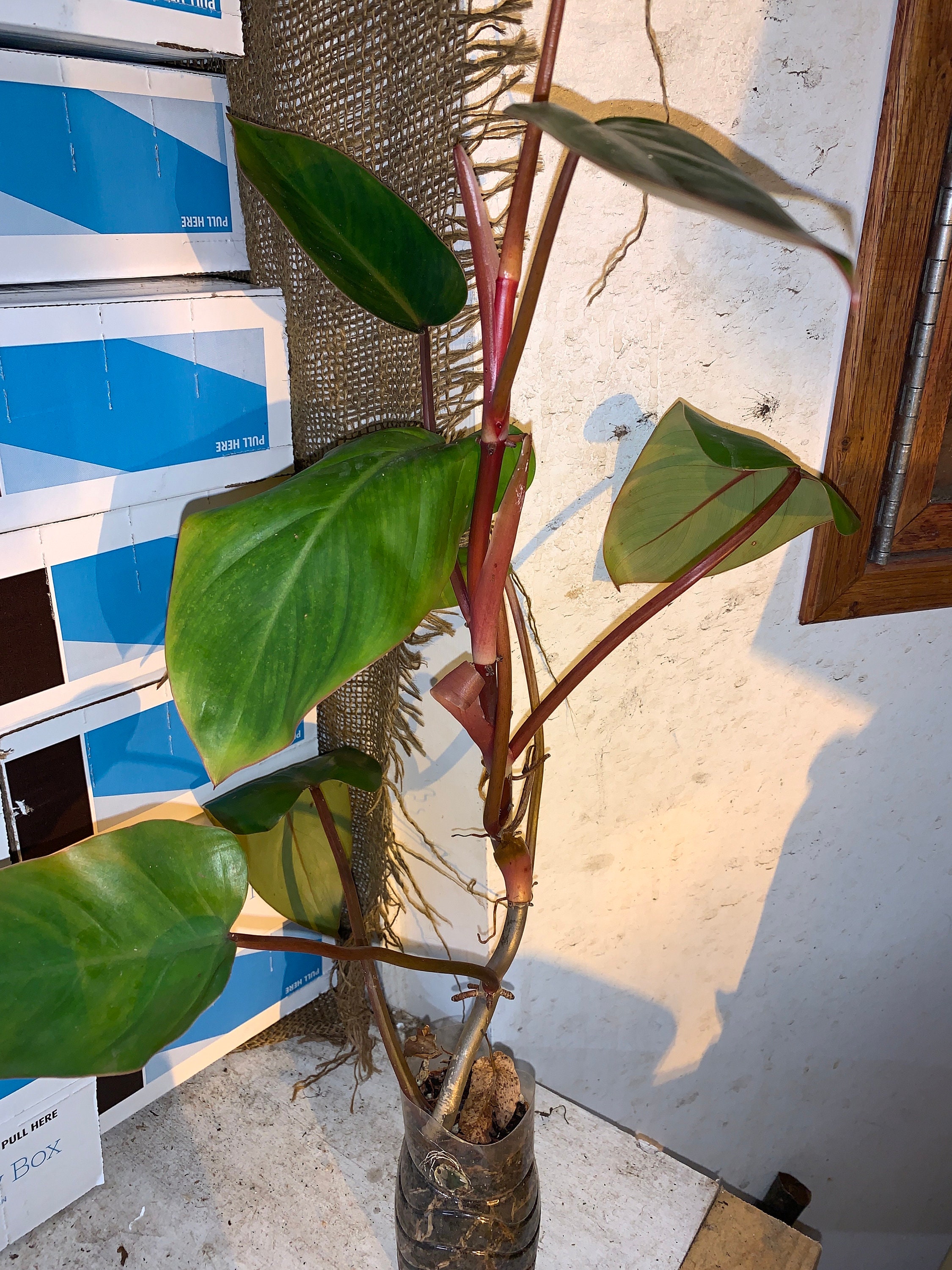フィロデンドロン　レッドエメラルド？ フィロデンドロン レッド エメラルド (Philodendron Erubescens