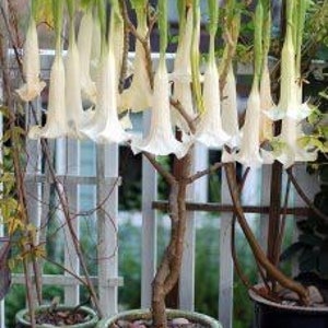 White Brugmansia angel Trumpet Live Plant 6-8 inches tall, shipped in pot