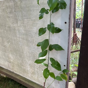 Puede incluir: Un plantón joven con un tallo fino y erguido y hojas de color verde vibrante que crece en una pequeña bolsa de vivero de plástico negro. La base del tallo está marcada con una sección pintada de rojo y la planta está colocada verticalmente.