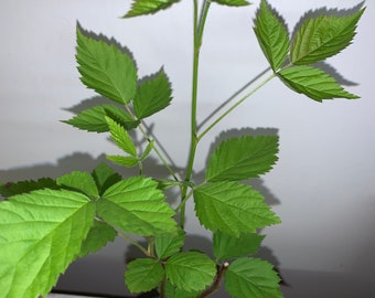 Boysenberry plant, 6-12" tall, 1 year old well rooted plant.