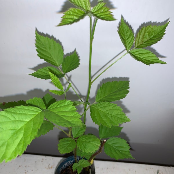 Boysenberry plant, 6-12" tall, 1 year old well rooted plant.