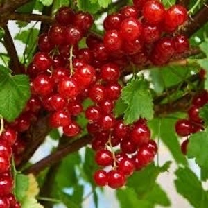 May include: Close-up of a cluster of ripe red currants hanging from a branch with green leaves. The berries are round and glossy, with a vibrant red color. The branch is brown, and the leaves are a deep green.
