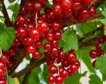 Jonkheer Van Tets Red Currant  Rooted Cutting Plug, 1 rooted plant 1-3” tall, 1 year old