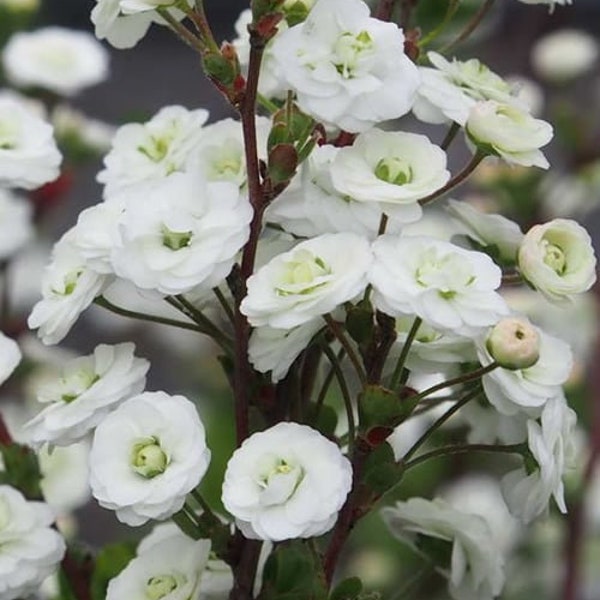 Plena Double Bridal Wreath Spirea (Spirea prunifolia) - 3 Gallon Pot