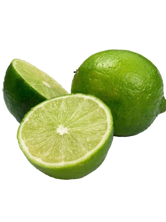 California Only Mexican Key Lime 12 Feet Tall Tree Etsy