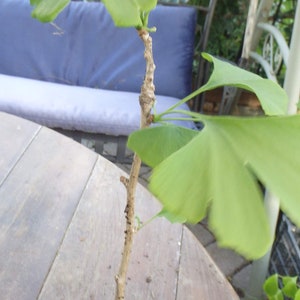 Ginkgo Biloba plant, 2-3 year old, oldest tree in the world. Split leaf. Bare root image 1