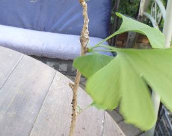 Ginkgo Biloba plant, 2-3 year old, oldest tree in the world. Split leaf. Bare root