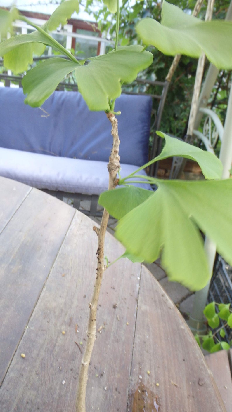 Ginkgo Biloba plant, 2-3 year old, oldest tree in the world. Split leaf. Bare root image 1