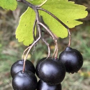 Golden Girl black hawthorn (Crataegus sp.) 1 year old grafted plant, well rooted, 6-12” tall