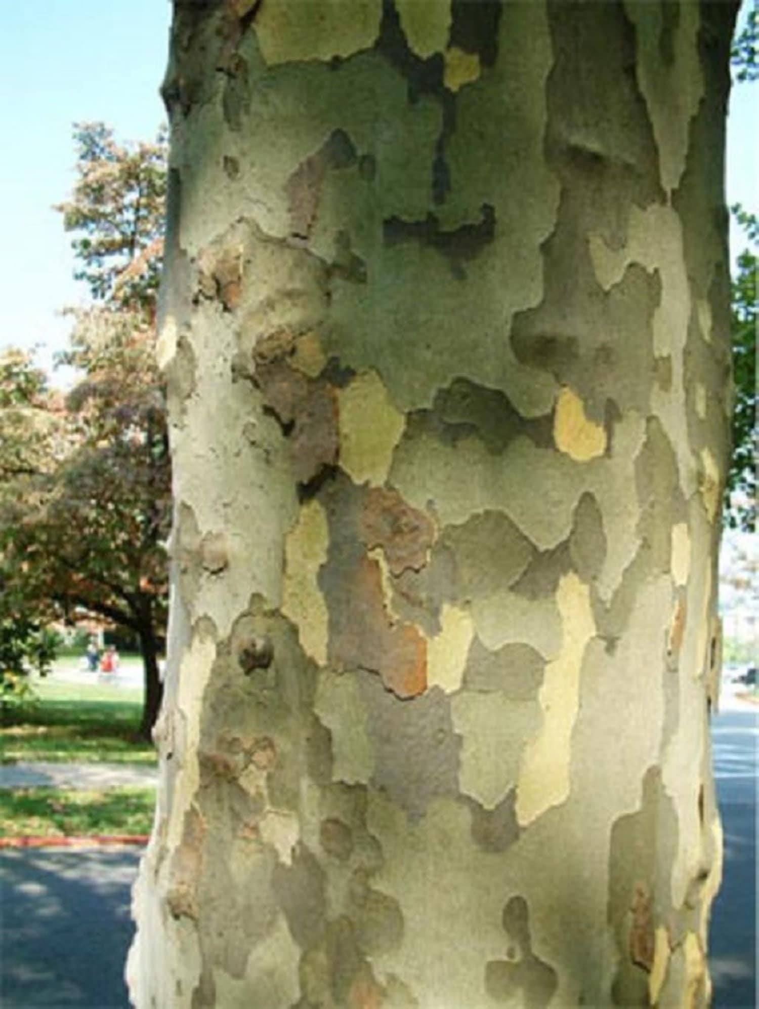 American Sycamore Tree Platanus Occidentalis 12 Year Old Etsy