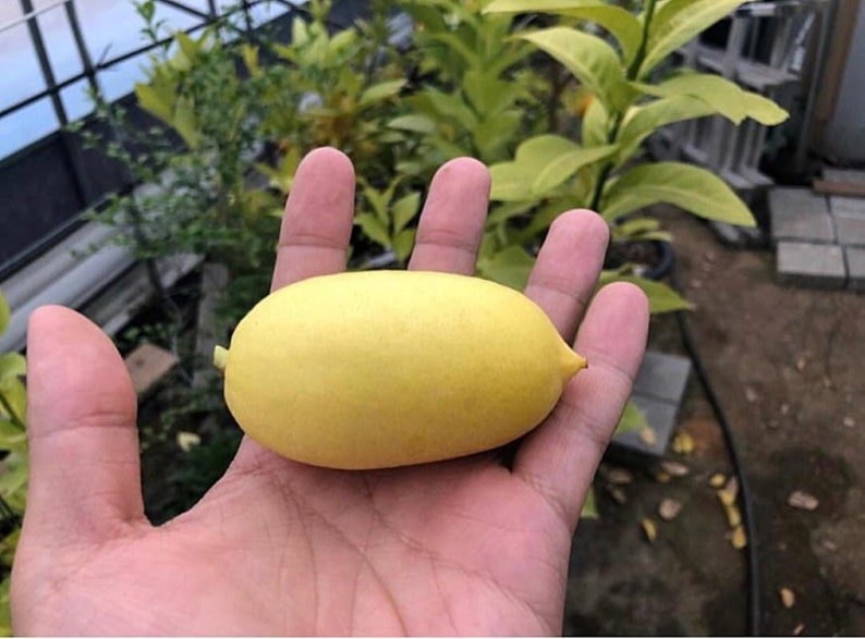 2 Scion Cuttings of Assam Lemon kaji Nemu for Rooting or Etsy