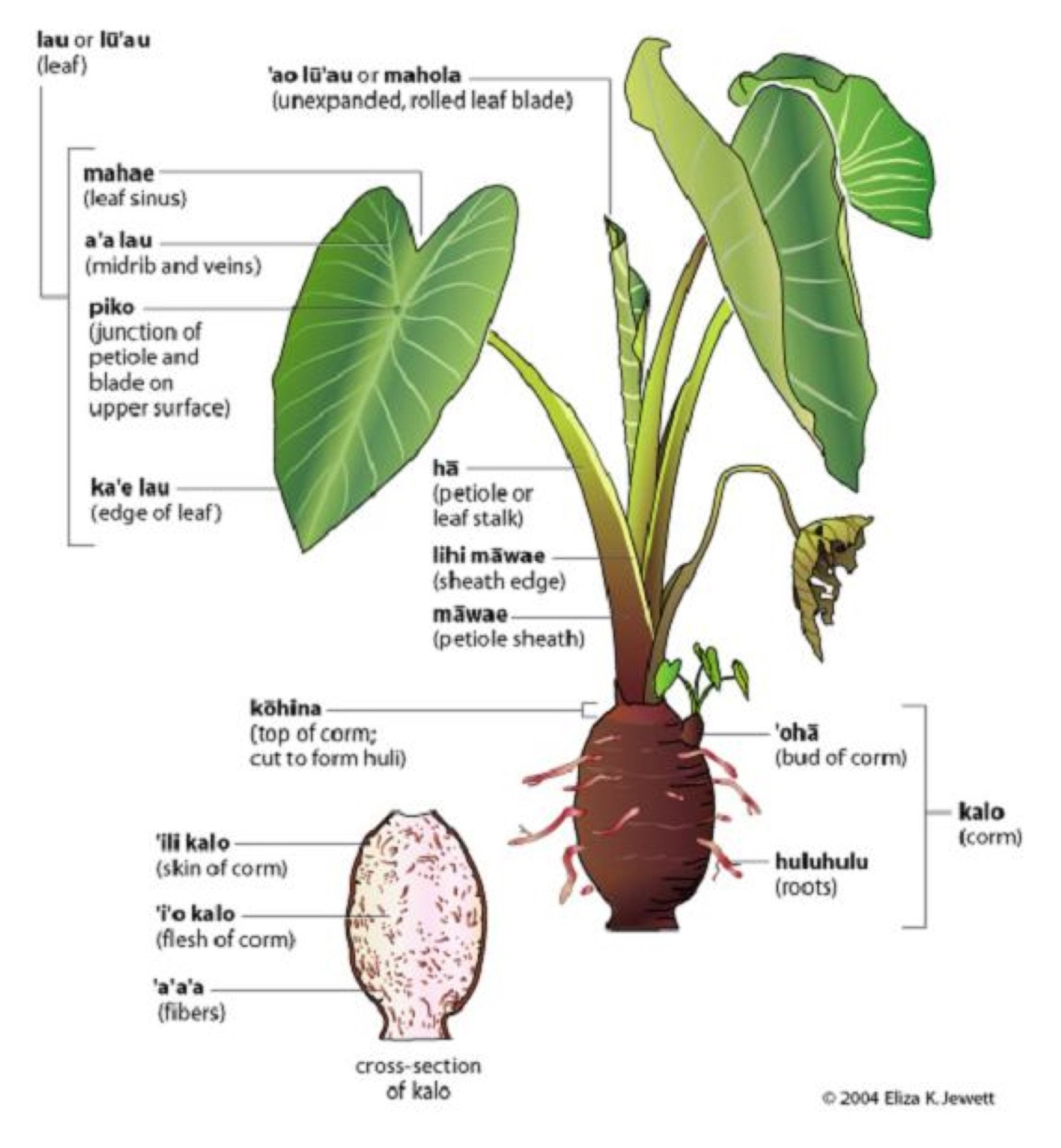 Two(2) Taro Elephant Ear Tubers (coco Yam Colocasia Esculenta Edible Eddoe)  - Etsy Israel