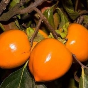 May include: Three ripe orange persimmons hanging from a branch with green leaves.