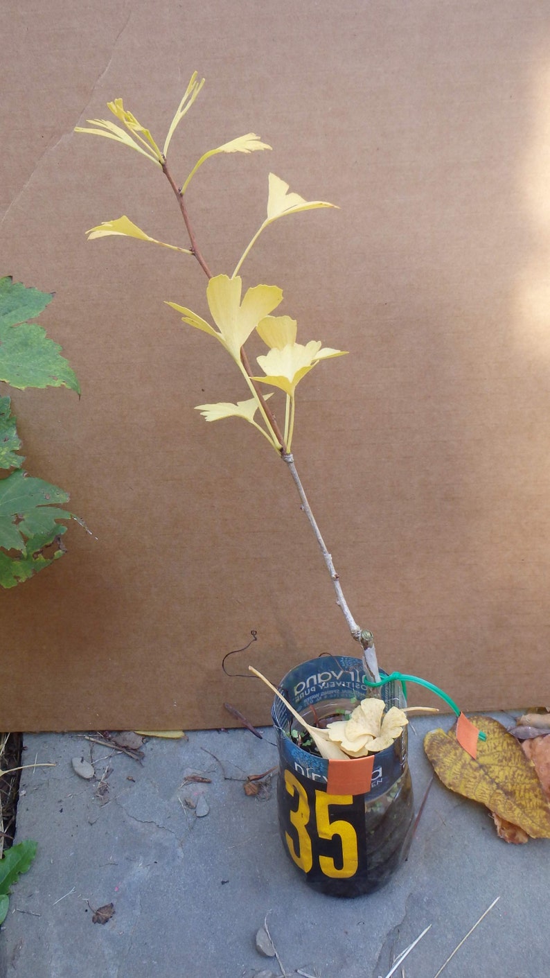 Ginkgo Biloba seedling plant,2 y.o., oldest tree in the world. Split leaf. Roots wrapped image 7